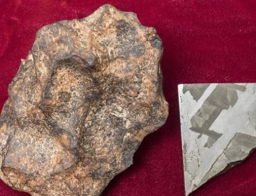 Creation exhibit to open at Seventh-day Adventist World Headquarters